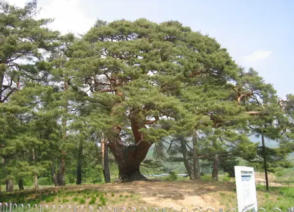 소나무 재배