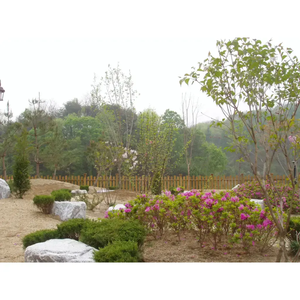 청매실 식재건