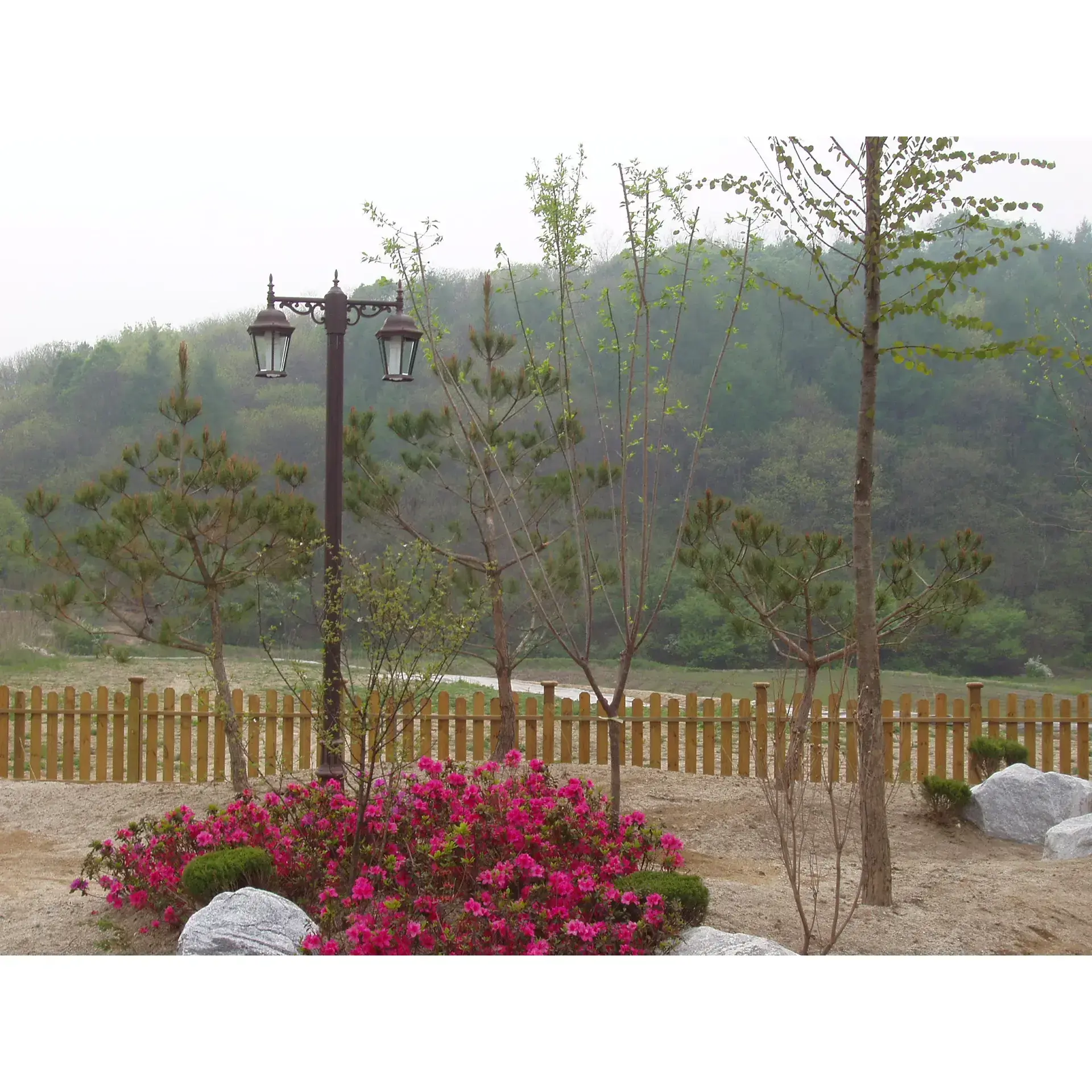 청매실 식재건