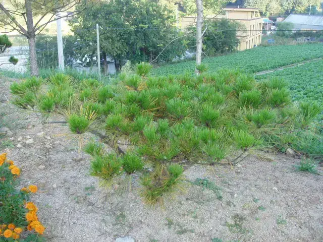 소나무 수목 진단 의뢰건