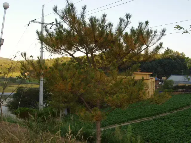 소나무 수목 진단 의뢰건