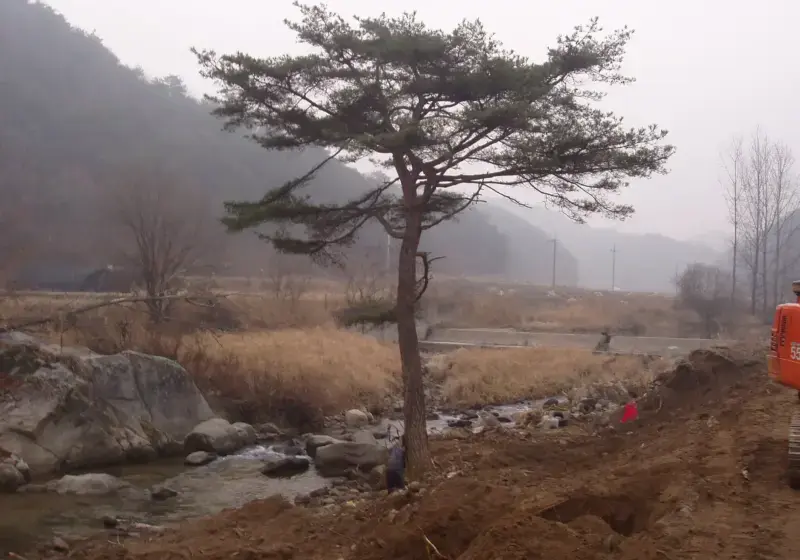 소나무 굴취 이식