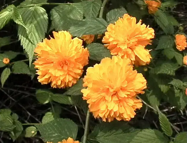황매화(겹꽃)