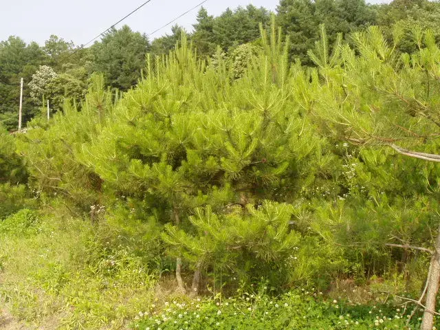소나무 생산 식재