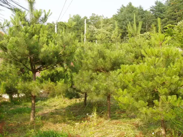 소나무 생산 식재