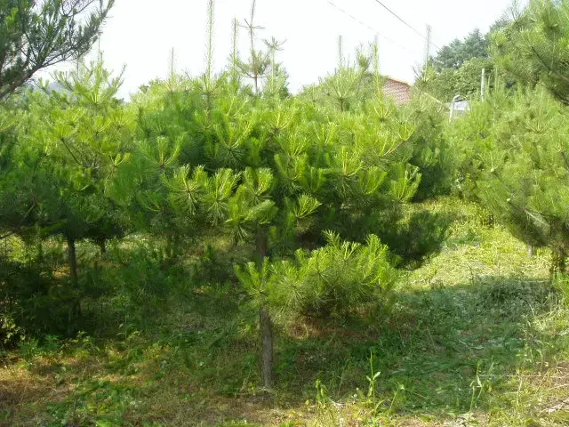 소나무 생산 식재