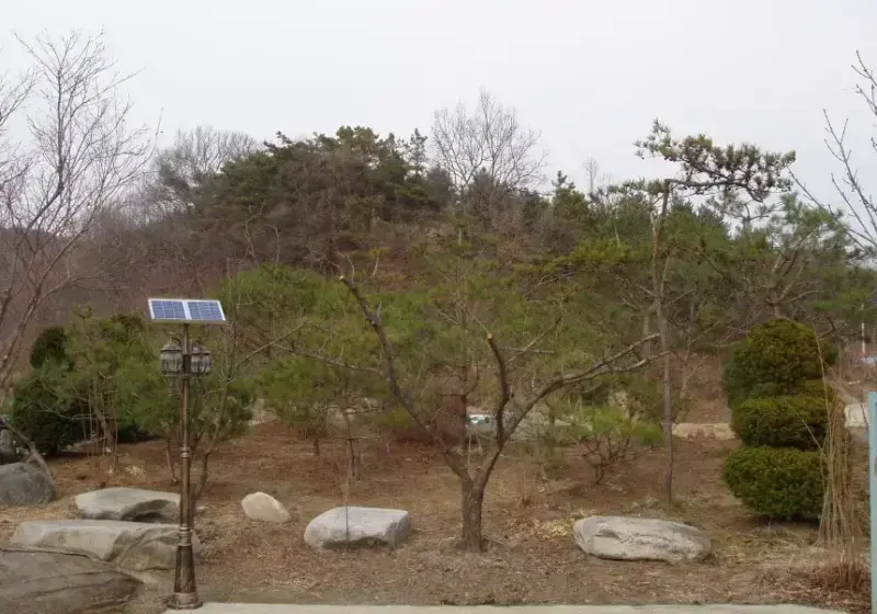 주택 소나무 정…