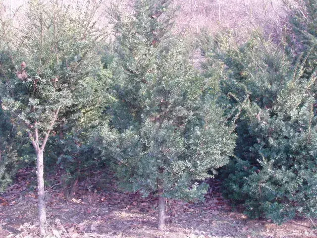 주목나무[수벽용-생울타리]