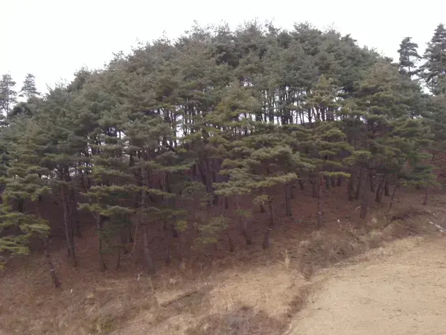 소나무