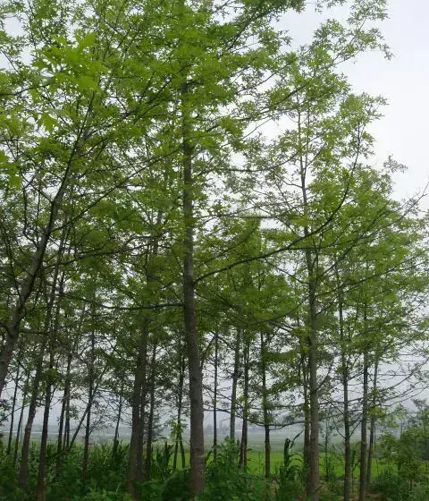 대왕 참나무(핀오크)