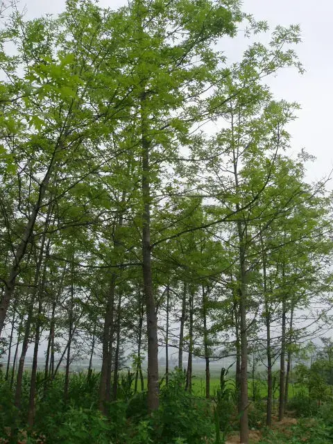 대왕 참나무(핀오크)