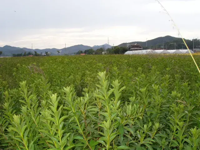자산홍, 백철쭉 판매