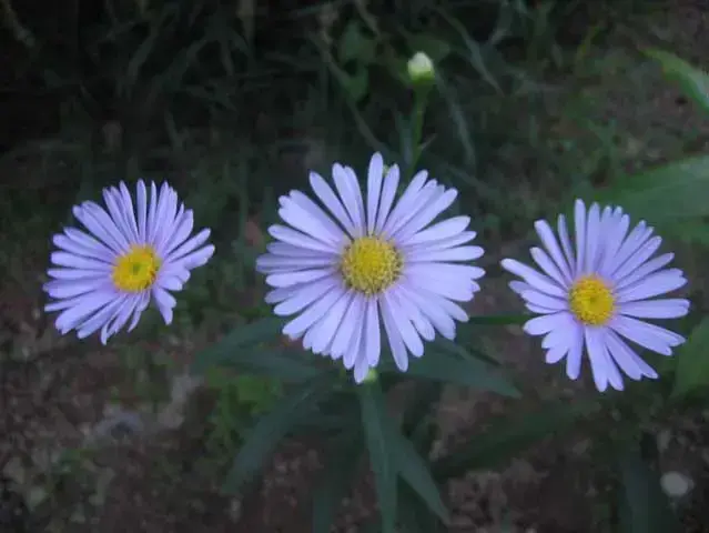 벌개미취