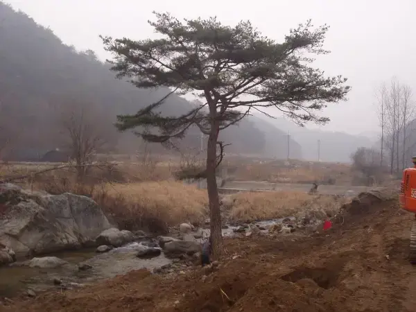 소나무[특수목] 굴취 이식