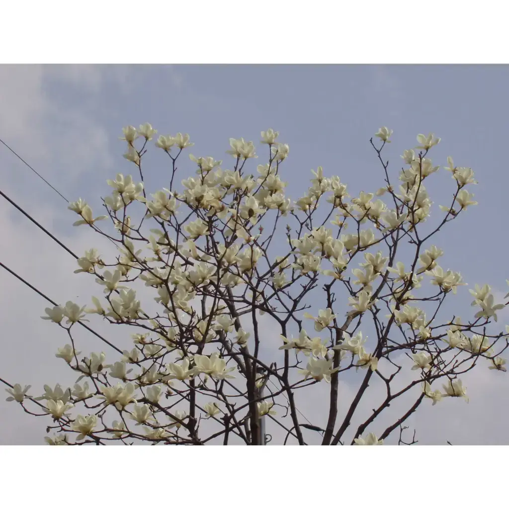 조경 클리닉을 모티브로한 주택조경