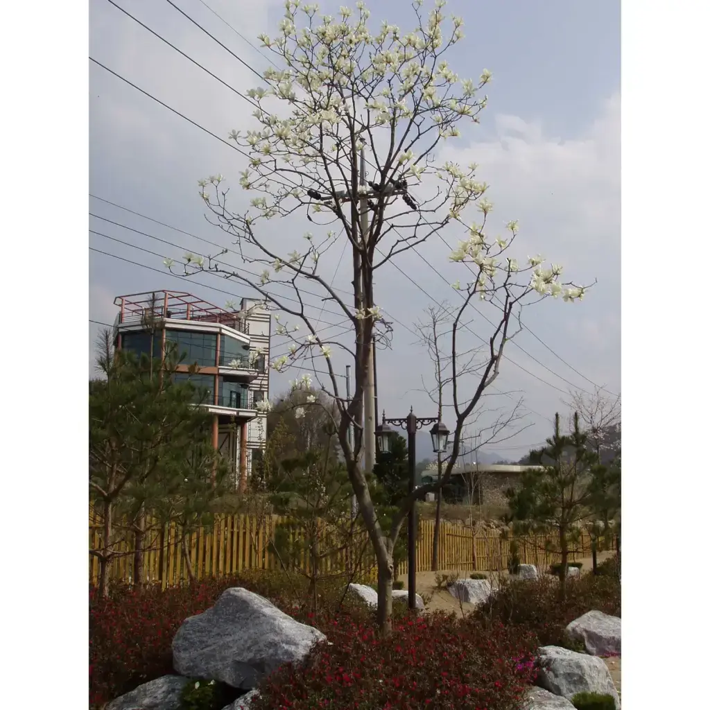 조경 클리닉을 모티브로한 주택조경