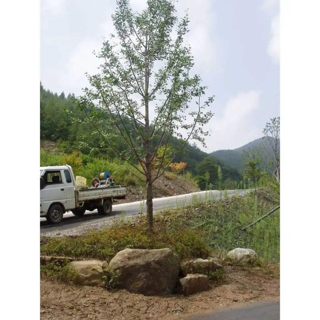 학자수(정자목-은행나무)식재건