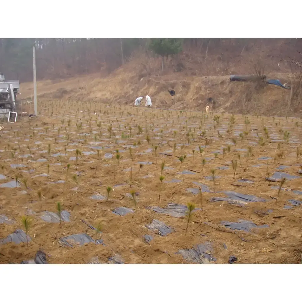 소나무(금강송) 포지 조성