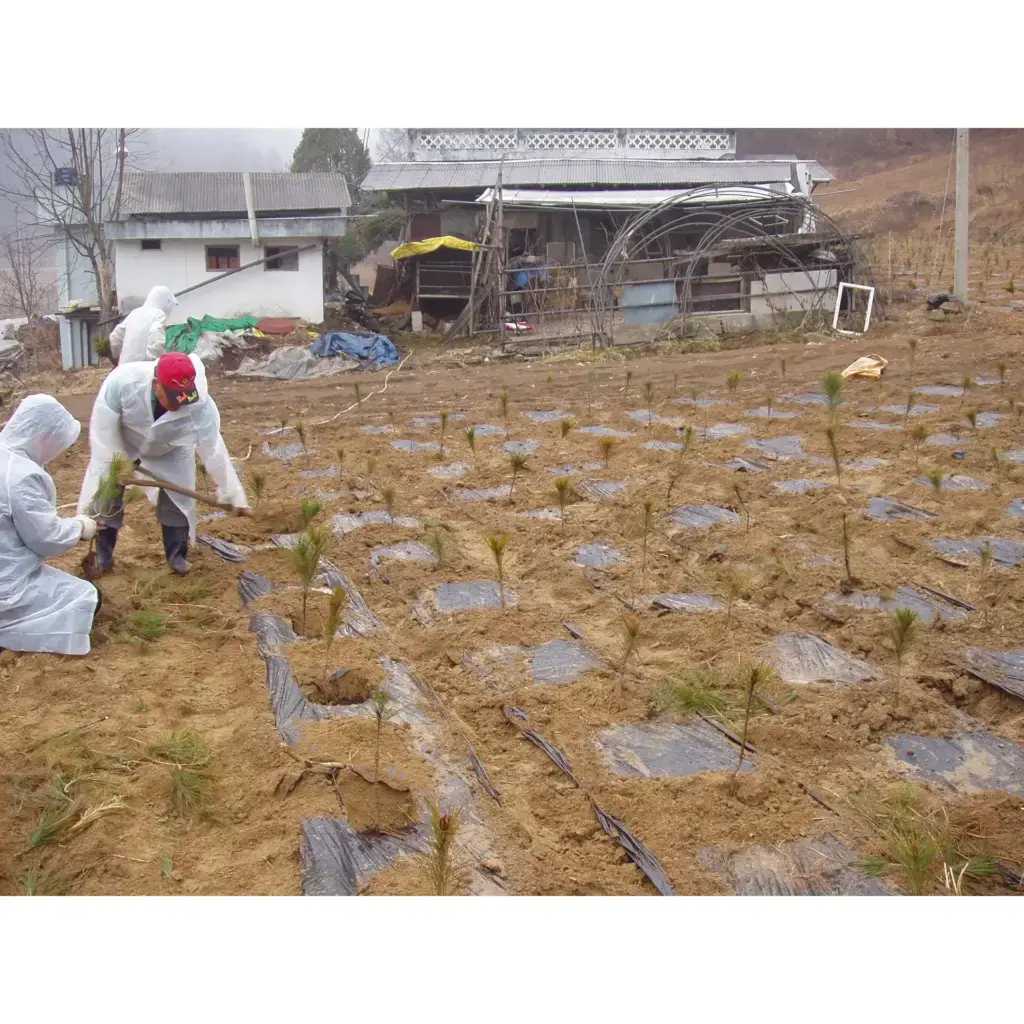 소나무(금강송) 포지 조성