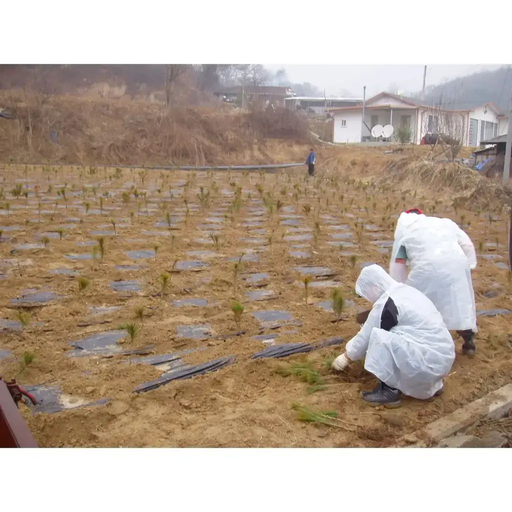 소나무(금강송) 포지 조성