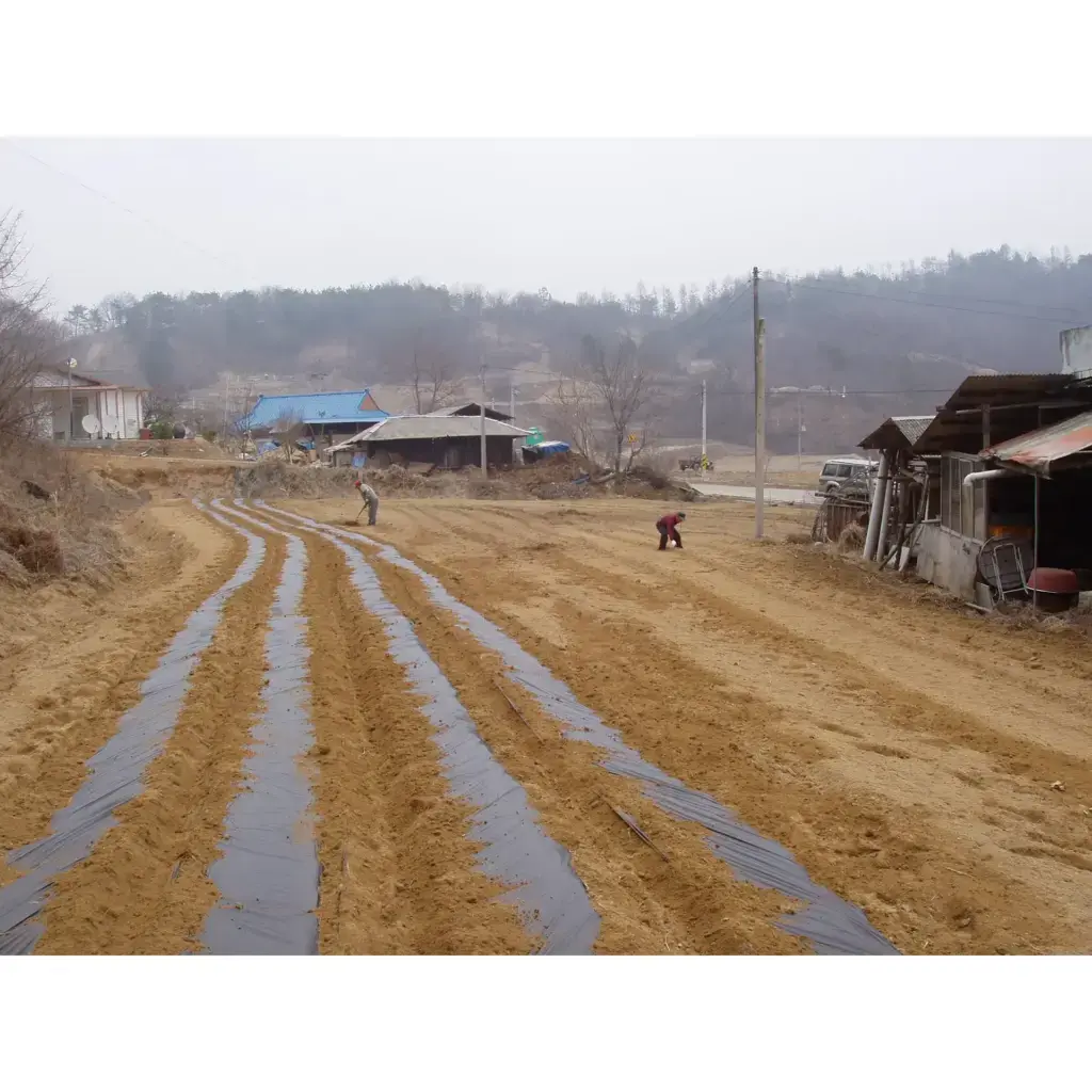 소나무(금강송) 포지 조성