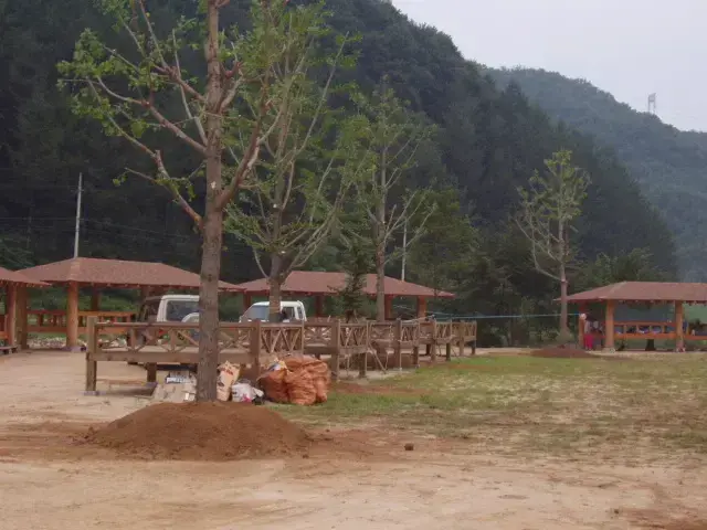 은행나무 이식 공사