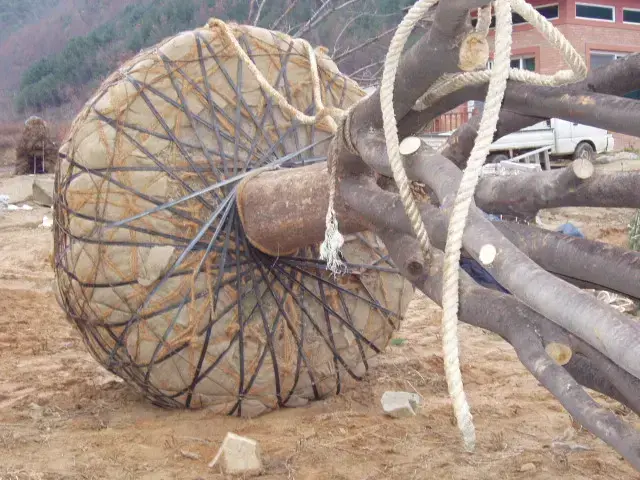 느티나무 굴취 이식 (특수목) 시공 사진